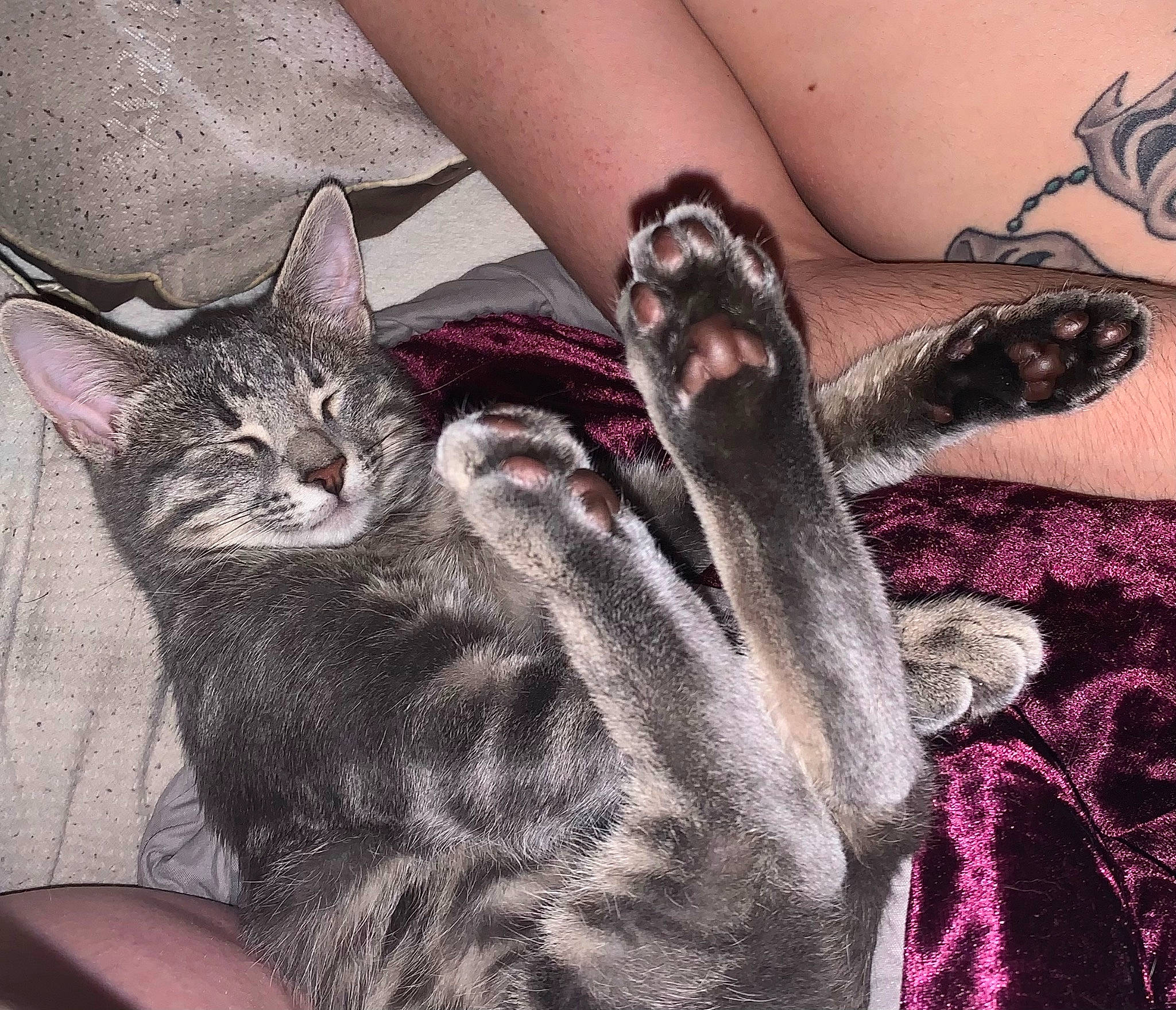 Octavia is registered to the contest to win money with this photo: carnivore, cat, comfort, domestic_short_haired_cat, fawn, felidae, finger, foot, fur, gesture, grey, human_leg, lap, nail, pattern, paw, small_to_medium_sized_cats, tail, thigh, whiskers