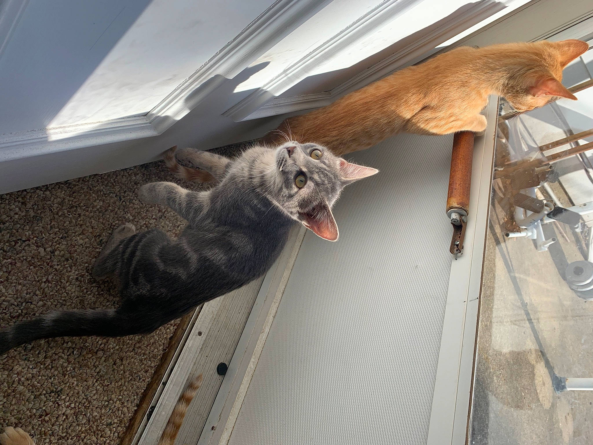 Octavia joined the competition — help win amazing prizes! beam, canidae, carnivore, cat, ceiling, claw, domestic_short_haired_cat, felidae, flooring, fur, grey, hardwood, mammal, metal, small_to_medium_sized_cats, sporting_group, tail, terrestrial_animal, whiskers, wood