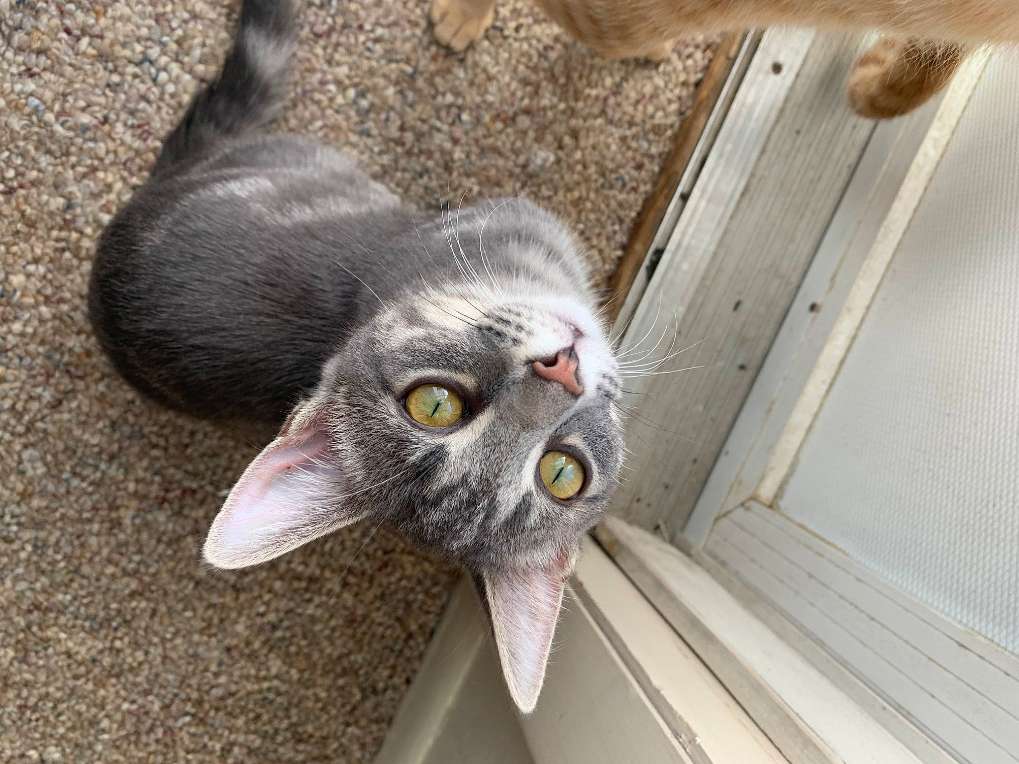 Octavia is registered to the contest to win money with this photo: carnivore, cat, domestic_short_haired_cat, felidae, flooring, fur, grey, hardwood, plant, porch, small_to_medium_sized_cats, snout, tail, whiskers, wood