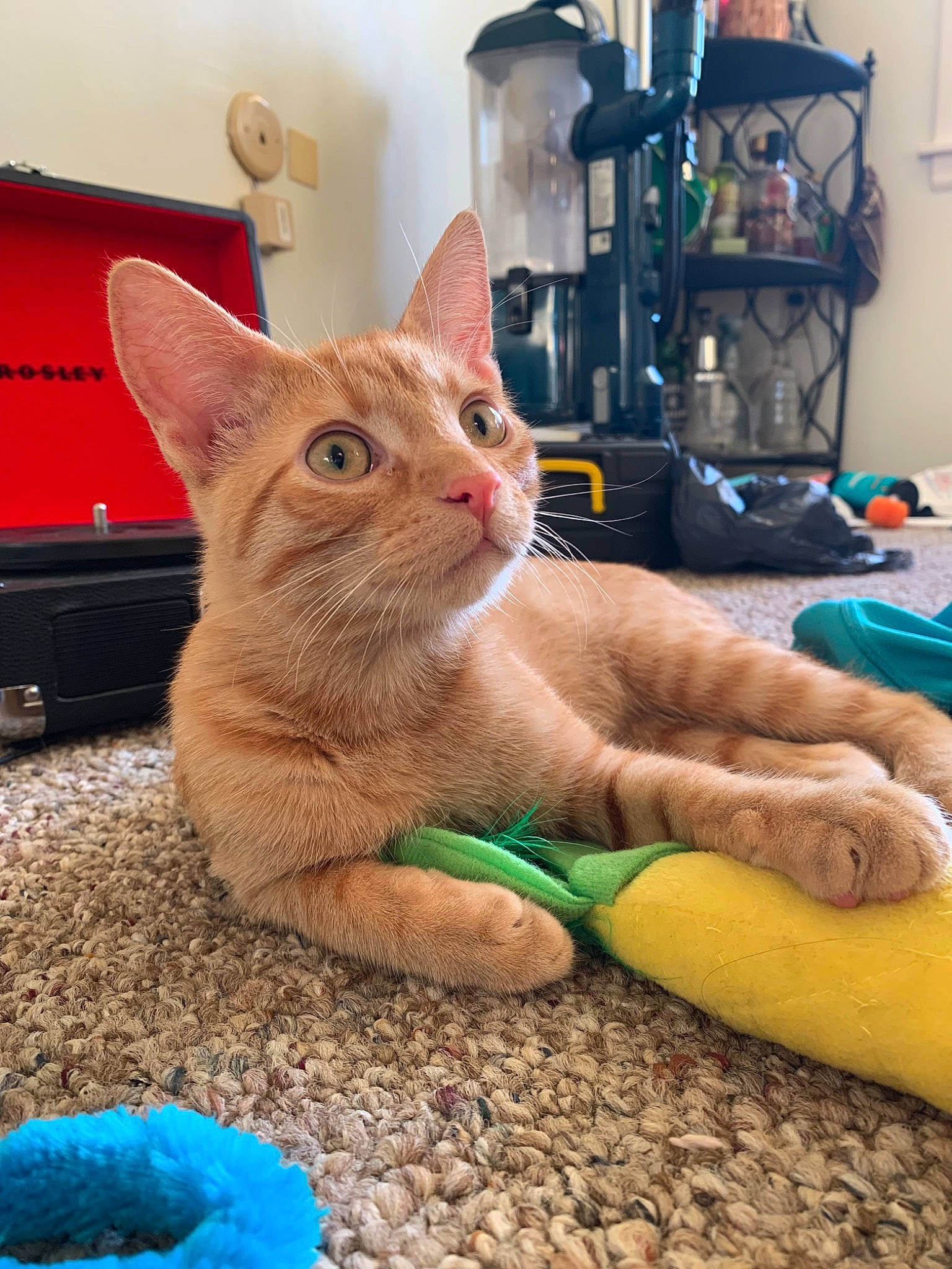 Dinozzo is registered to the contest to win money with this photo: blue, carnivore, cat, claw, comfort, domestic_short_haired_cat, fawn, felidae, flooring, foot, fur, human_leg, lamp, nail, paw, sitting, small_to_medium_sized_cats, snout, tail, whiskers