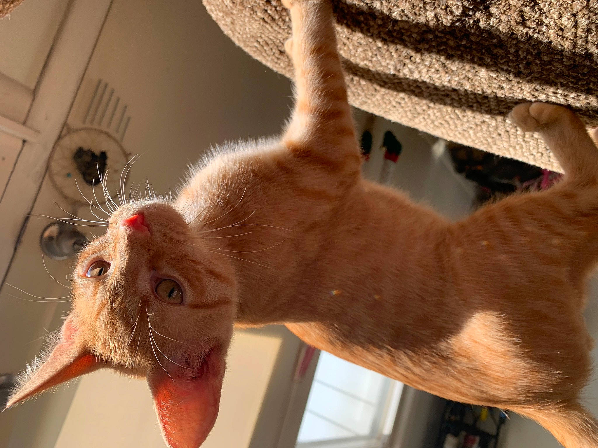 Dinozzo joined the competition — help win amazing prizes! carnivore, cat, claw, domestic_short_haired_cat, ear, fawn, felidae, foot, fur, gesture, mammal, nail, paw, small_to_medium_sized_cats, snout, tail, toe, vertebrate, whiskers