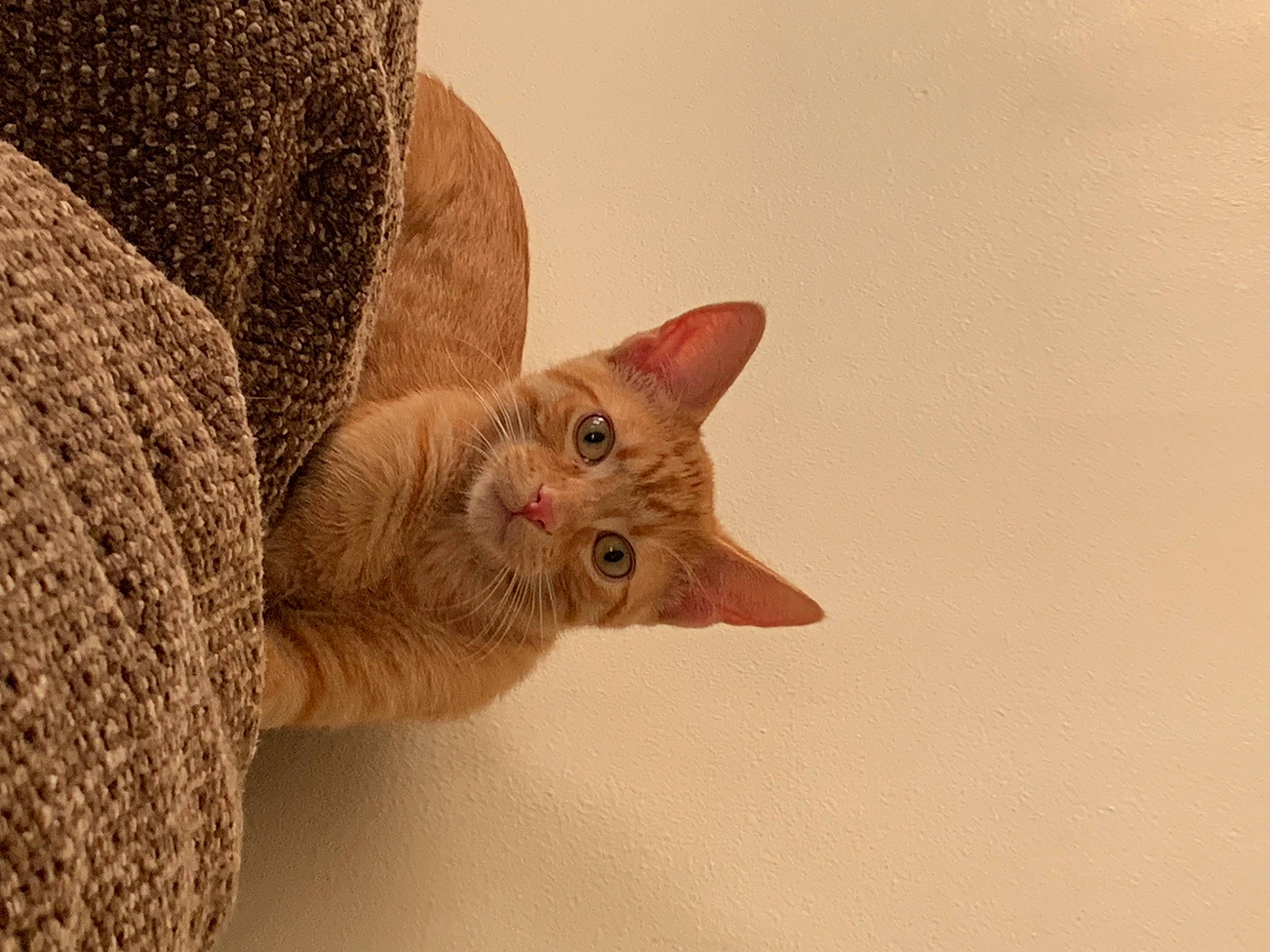 Dinozzo joined the competition — help win amazing prizes! carnivore, cat, domestic_short_haired_cat, ear, fawn, felidae, fur, paw, peach, small_to_medium_sized_cats, snout, tail, terrestrial_animal, thread, tree, whiskers, wood, wool