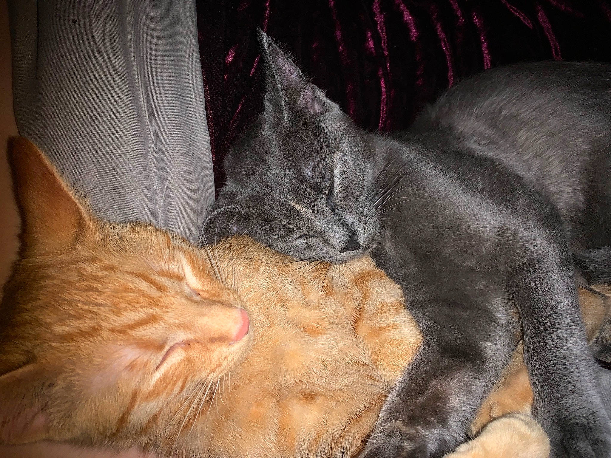 Ziva joined the competition — help win amazing prizes! carnivore, cat, claw, comfort, domestic_short_haired_cat, ear, fawn, felidae, fur, grey, nap, paw, sleep, small_to_medium_sized_cats, snout, tail, terrestrial_animal, whiskers