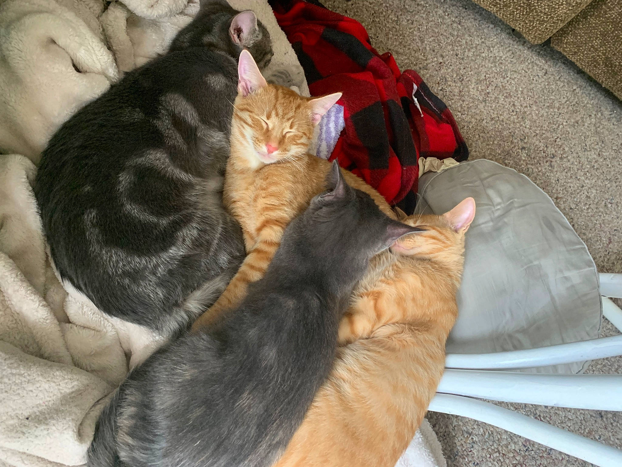 Ziva joined the competition — help win amazing prizes! bed, bombay, carnivore, cat, claw, comfort, domestic_short_haired_cat, fawn, felidae, fur, lap, mammal, nap, paw, small_to_medium_sized_cats, snout, tail, tree, vertebrate, whiskers