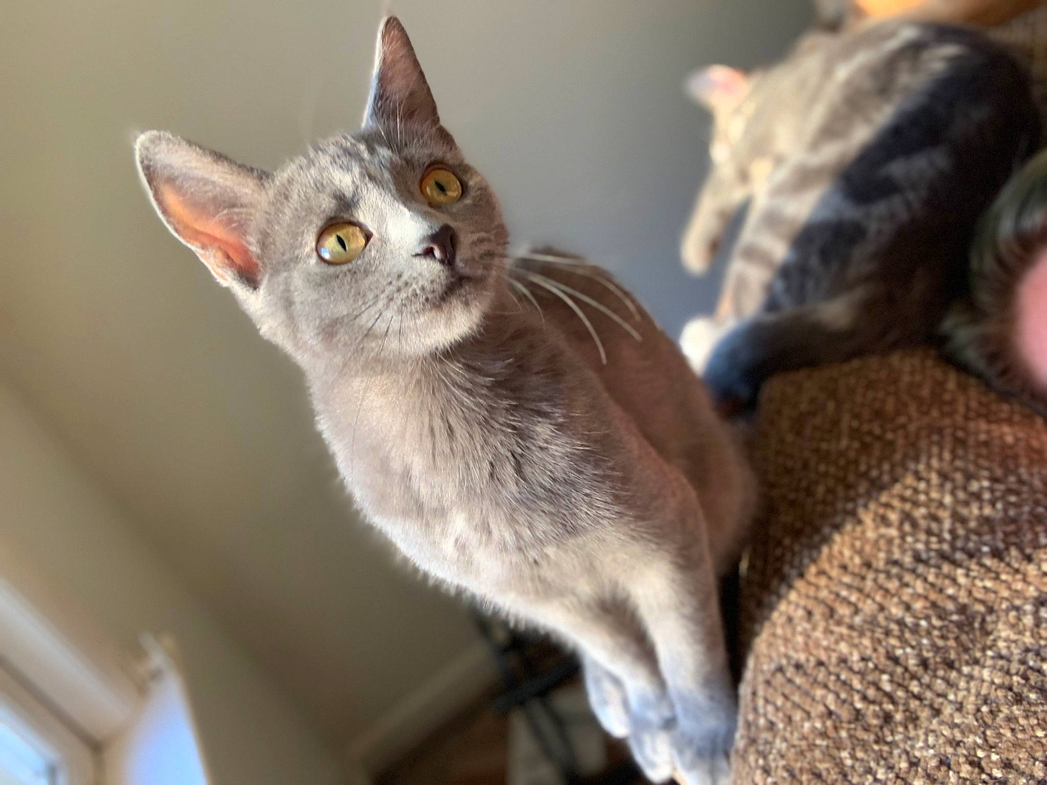Ziva joined the competition — help win amazing prizes! carnivore, cat, chartreux, domestic_short_haired_cat, ear, fawn, felidae, fur, grey, paw, small_to_medium_sized_cats, snout, tail, thai, tonkinese, whiskers, wood