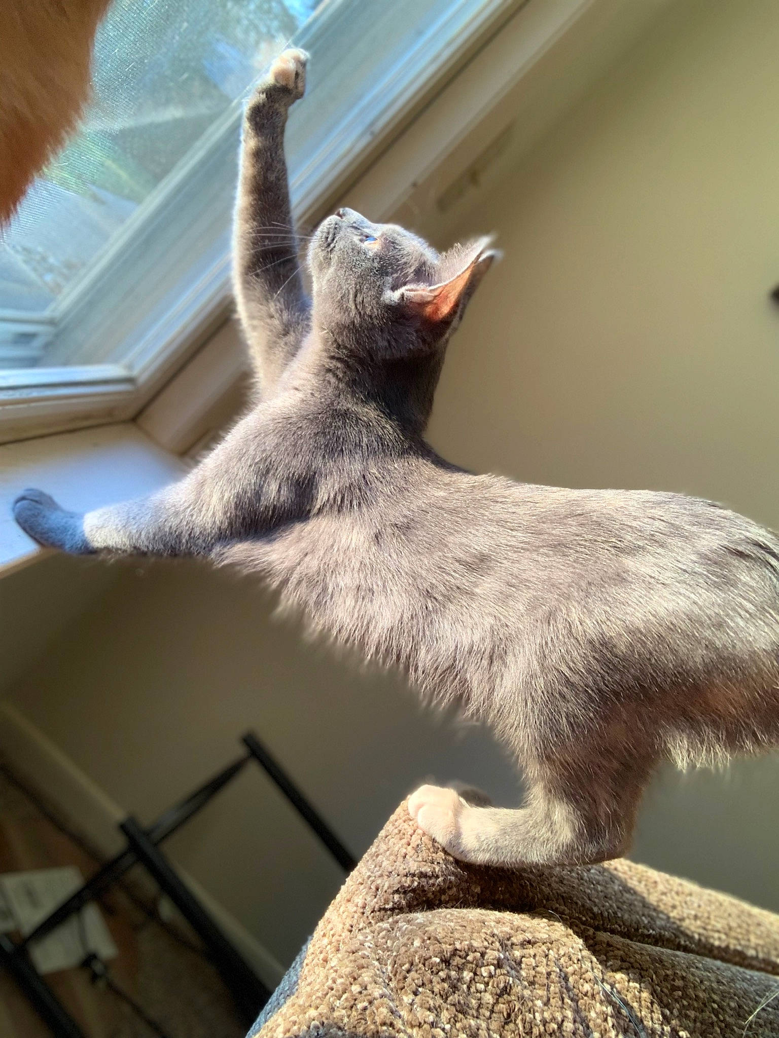 Ziva joined the competition — help win amazing prizes! art, carnivore, cat, claw, fawn, felidae, fur, grey, paw, sculpture, small_to_medium_sized_cats, snout, tail, terrestrial_animal, wallaby, whiskers, wildlife, window, wing, wood