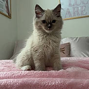 Blue joined the competition — help win amazing prizes! cat, kitten, pet, bed, blanket, pink, fur, indoor, portrait, close_up, cute, ears, paws, whiskers, framed_art, wall, pillow, cozy, soft_texture, domestic_animal