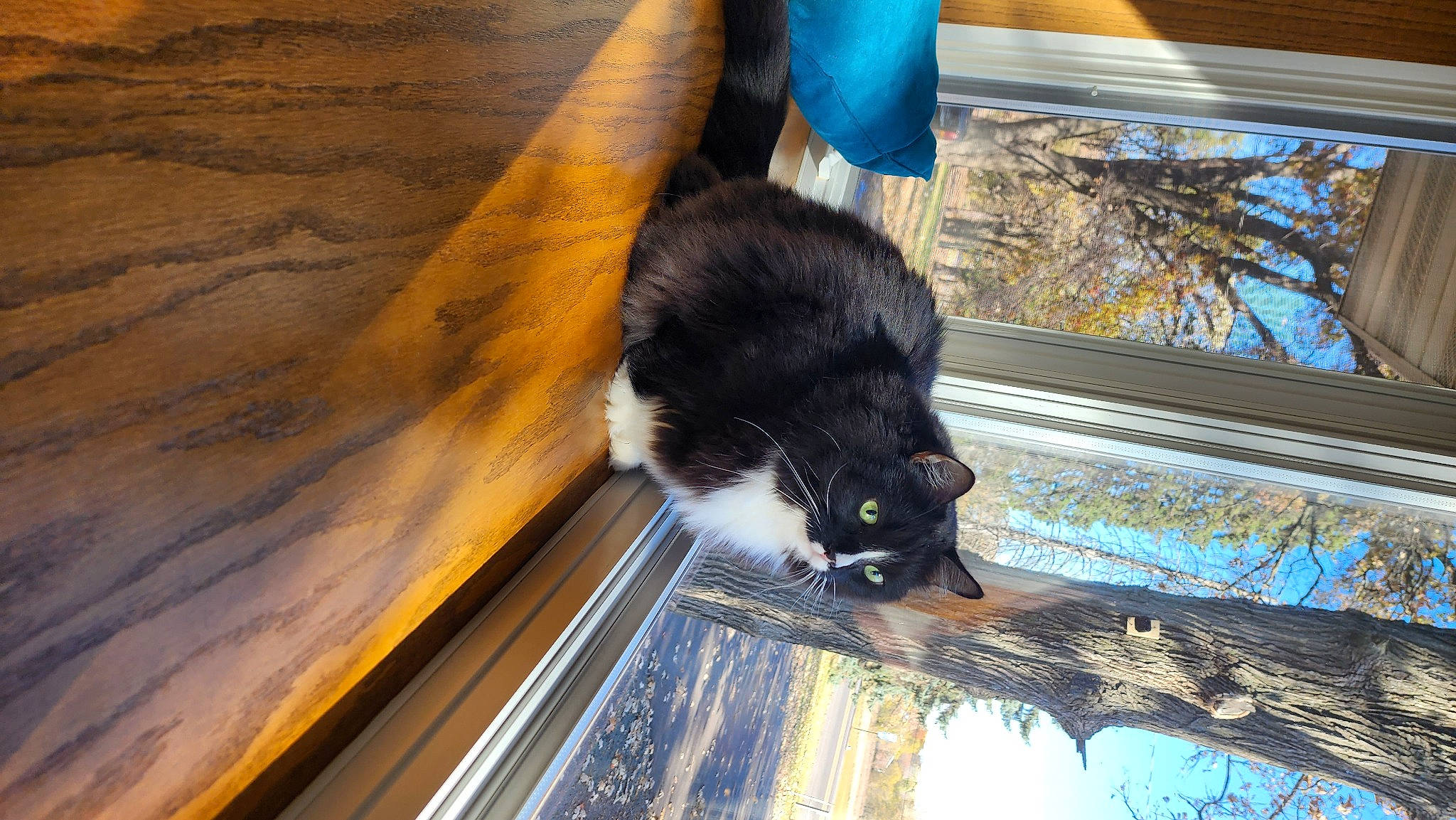 Oreo joined the competition — help win amazing prizes! canidae, carnivore, cat, dog_breed, domestic_short_haired_cat, felidae, flooring, fur, hardwood, human_leg, plank, plant, sky, small_to_medium_sized_cats, snout, tail, tree, whiskers, window, wood