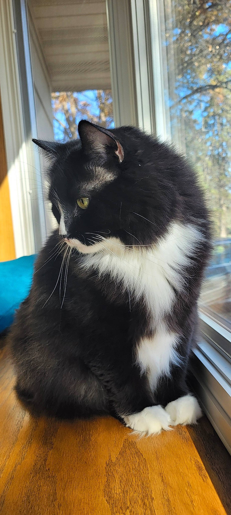 Oreo is registered to the contest to win money with this photo: black_cat, carnivore, cat, claw, comfort, domestic_short_haired_cat, felidae, flooring, foot, fur, paw, sitting, small_to_medium_sized_cats, snout, tail, terrestrial_animal, whiskers, window