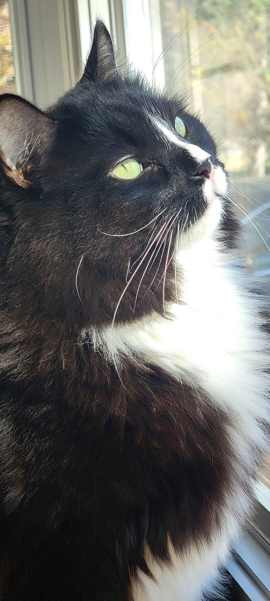 Oreo is registered to the contest to win money with this photo: black_cat, carnivore, cat, domestic_short_haired_cat, eye, felidae, fur, grass, head, small_to_medium_sized_cats, snout, tail, terrestrial_animal, whiskers, window
