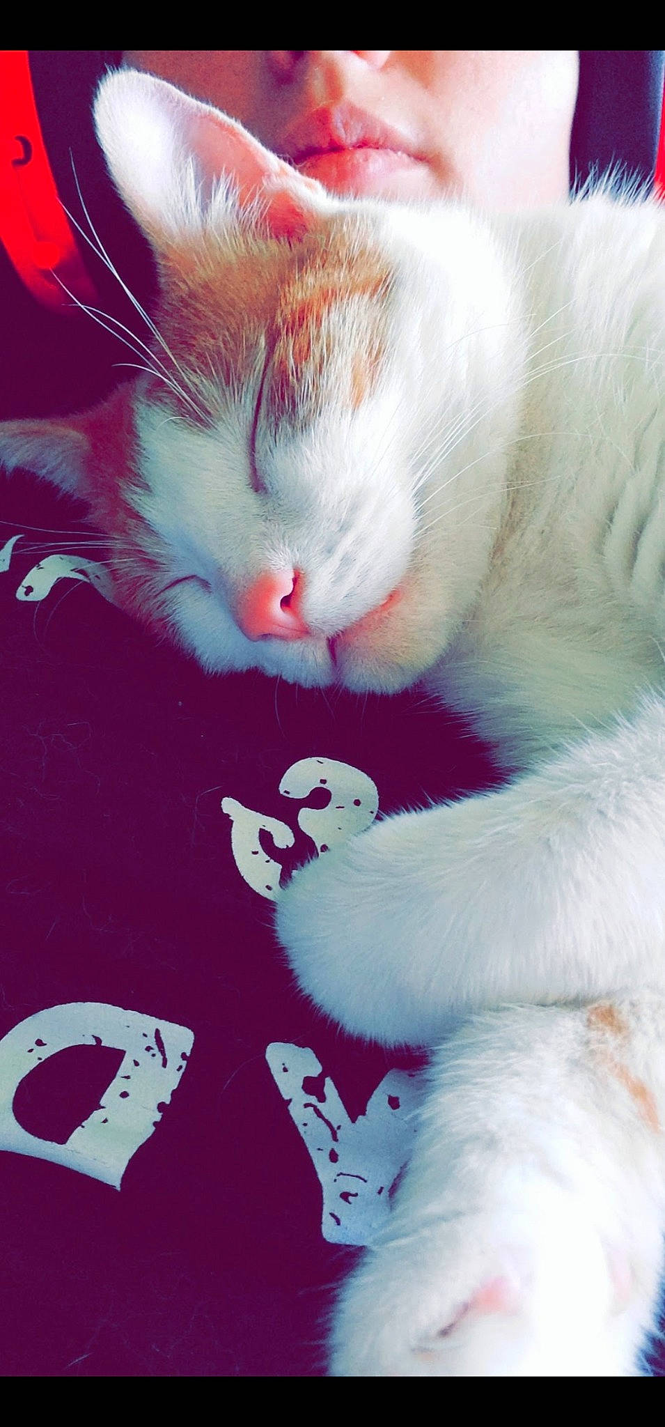 Milo is registered to the contest to win money with this photo: art, carmine, carnivore, cat, claw, domestic_short_haired_cat, felidae, fur, graphics, happy, love, magenta, pattern, paw, sky, small_to_medium_sized_cats, snout, tail, whiskers, white