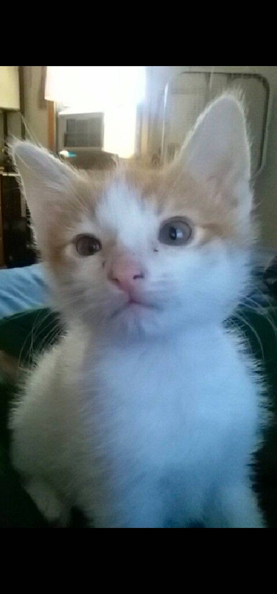 Milo is registered to the contest to win money with this photo: carnivore, cat, domestic_short_haired_cat, ear, eye, fawn, felidae, fur, head, small_to_medium_sized_cats, snout, tail, whiskers