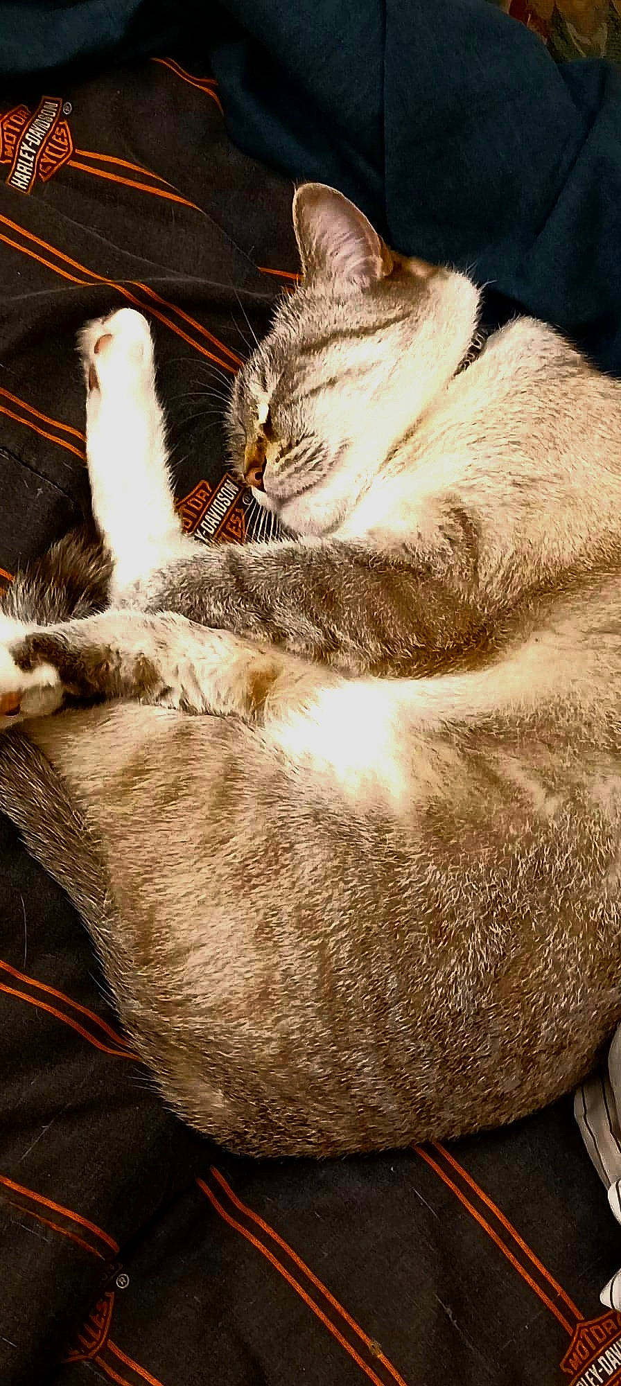 Izzy joined the competition — help win amazing prizes! carnivore, cat, claw, comfort, domestic_short_haired_cat, eye, fawn, felidae, foot, fur, human_leg, paw, sitting, small_to_medium_sized_cats, snout, tail, whiskers, wood