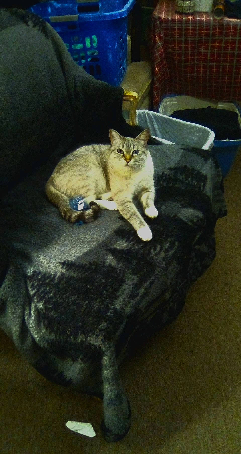 Izzy is registered to the contest to win money with this photo: bag, carnivore, cat, cat_supply, chair, comfort, couch, domestic_short_haired_cat, felidae, fur, linens, luggage_and_bags, paw, plant, room, sitting, small_to_medium_sized_cats, tail, whiskers