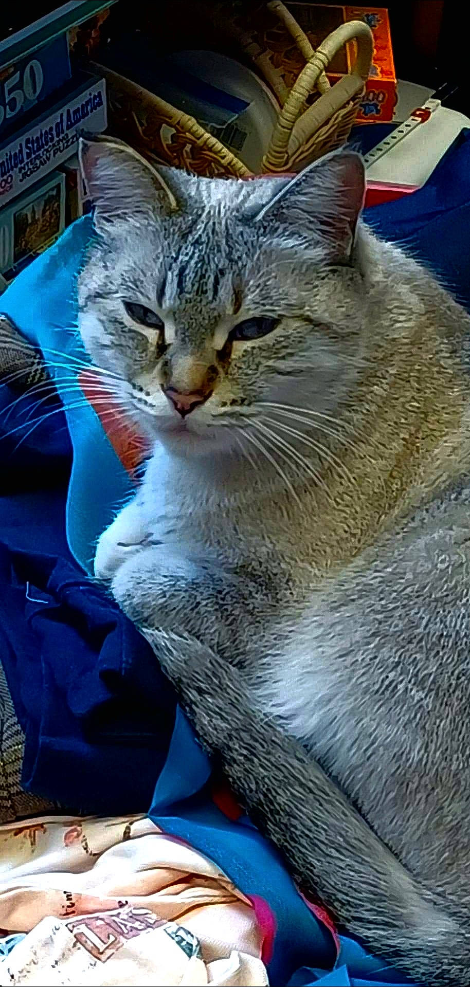 Izzy is registered to the contest to win money with this photo: blue, carnivore, cat, claw, domestic_short_haired_cat, electric_blue, felidae, fur, sitting, small_to_medium_sized_cats, snout, terrestrial_animal, tree, whiskers, wildlife, window