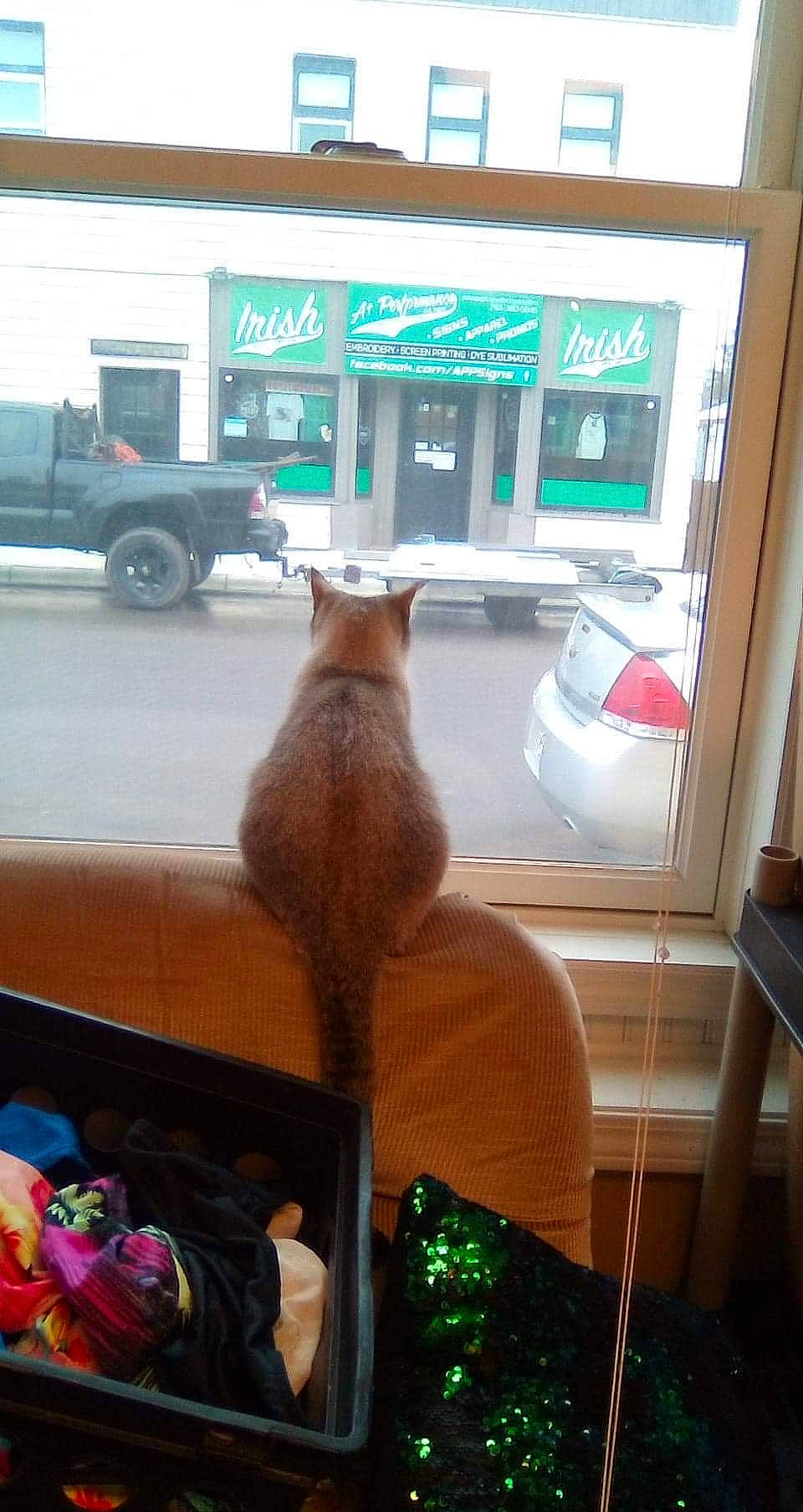 Izzy is registered to the contest to win money with this photo: automotive_exterior, car, cat, fawn, felidae, fur, glass, green, mammal, room, small_to_medium_sized_cats, tail, tire, vehicle, vehicle_door, vertebrate, wheel, whiskers, window, wood
