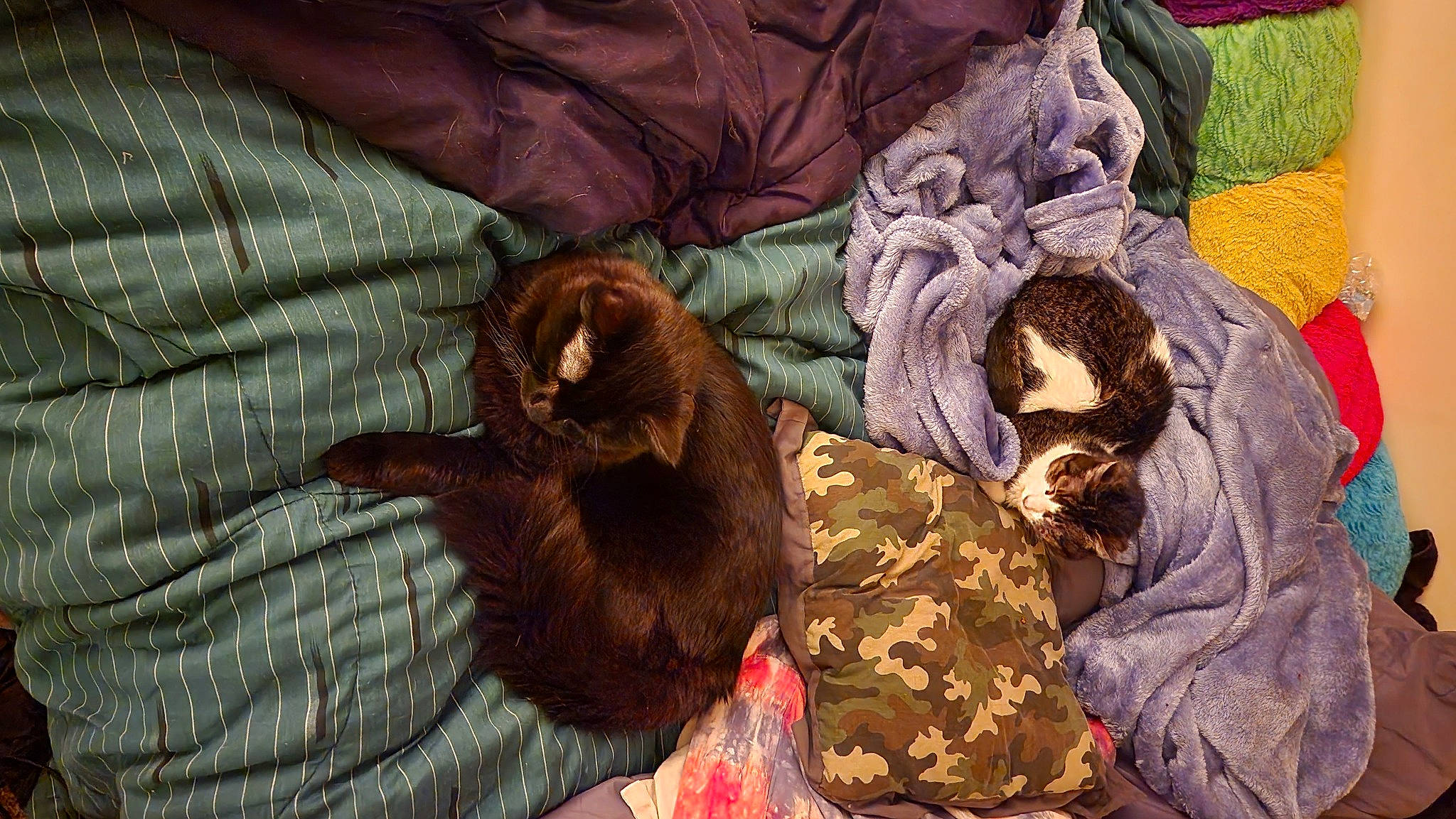 Binx is registered to the contest to win money with this photo: brown, canidae, carnivore, comfort, companion_dog, dog, dog_breed, fawn, felidae, fur, linens, liver, mammal, nap, small_to_medium_sized_cats, sporting_group, terrestrial_animal, toy_dog, vertebrate, working_animal