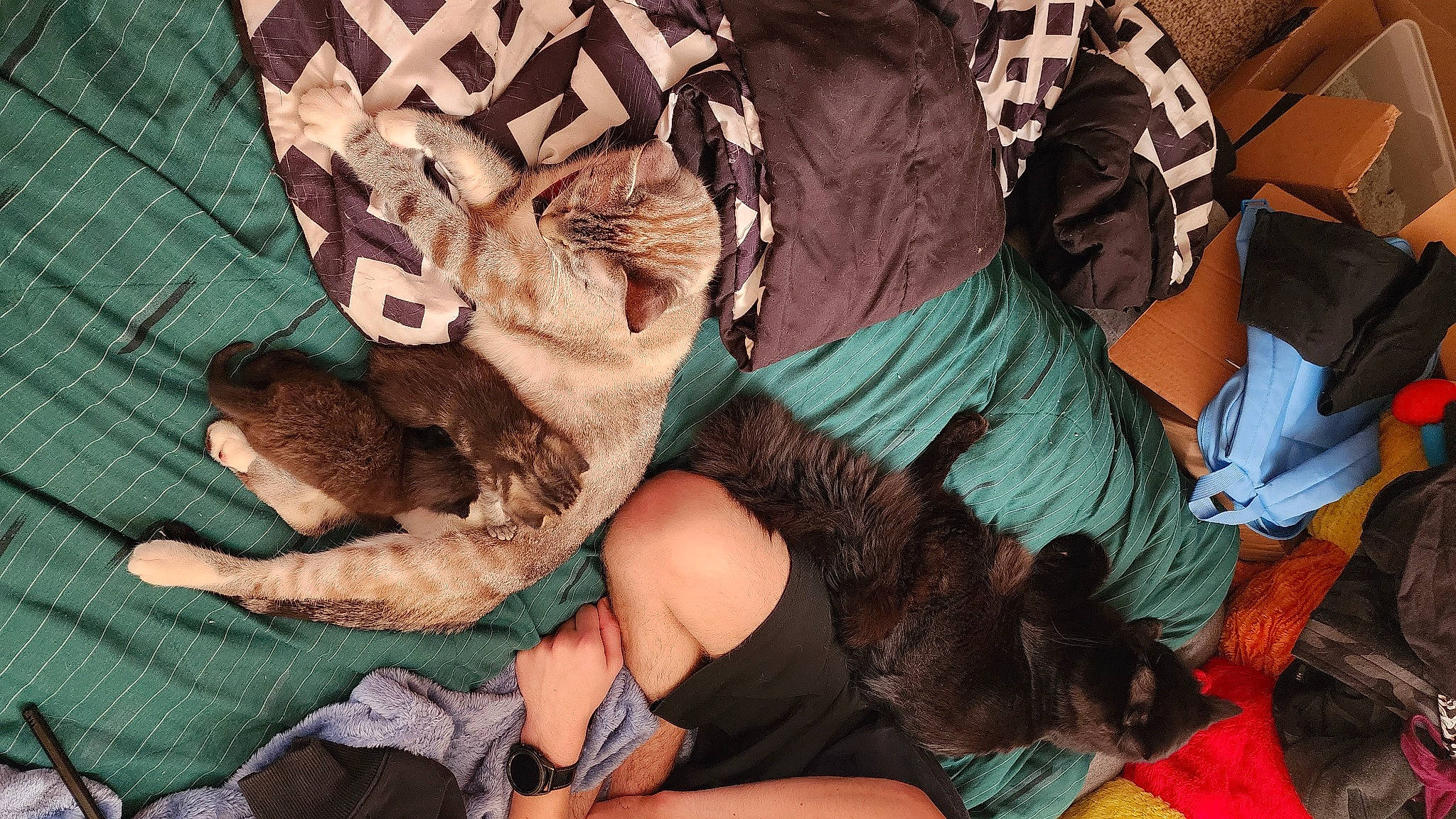 Binx is registered to the contest to win money with this photo: abdomen, art, beard, facial_hair, fashion_accessory, fictional_character, flesh, font, foot, fun, fur, human_leg, pattern, room, sitting, tattoo, thigh, visual_arts