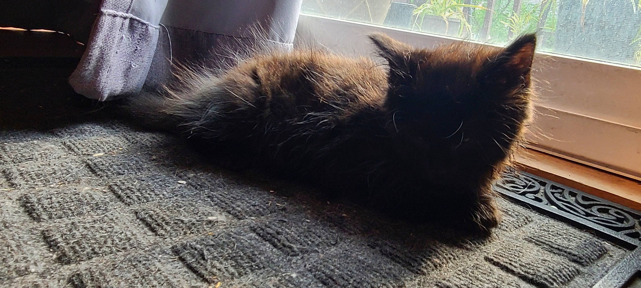 Binx joined the competition — help win amazing prizes! black_cat, canidae, carnivore, cat, cloud, domestic_short_haired_cat, fawn, felidae, flooring, fur, grey, plant, road_surface, small_to_medium_sized_cats, snout, tail, tints_and_shades, whiskers, wildlife, wood