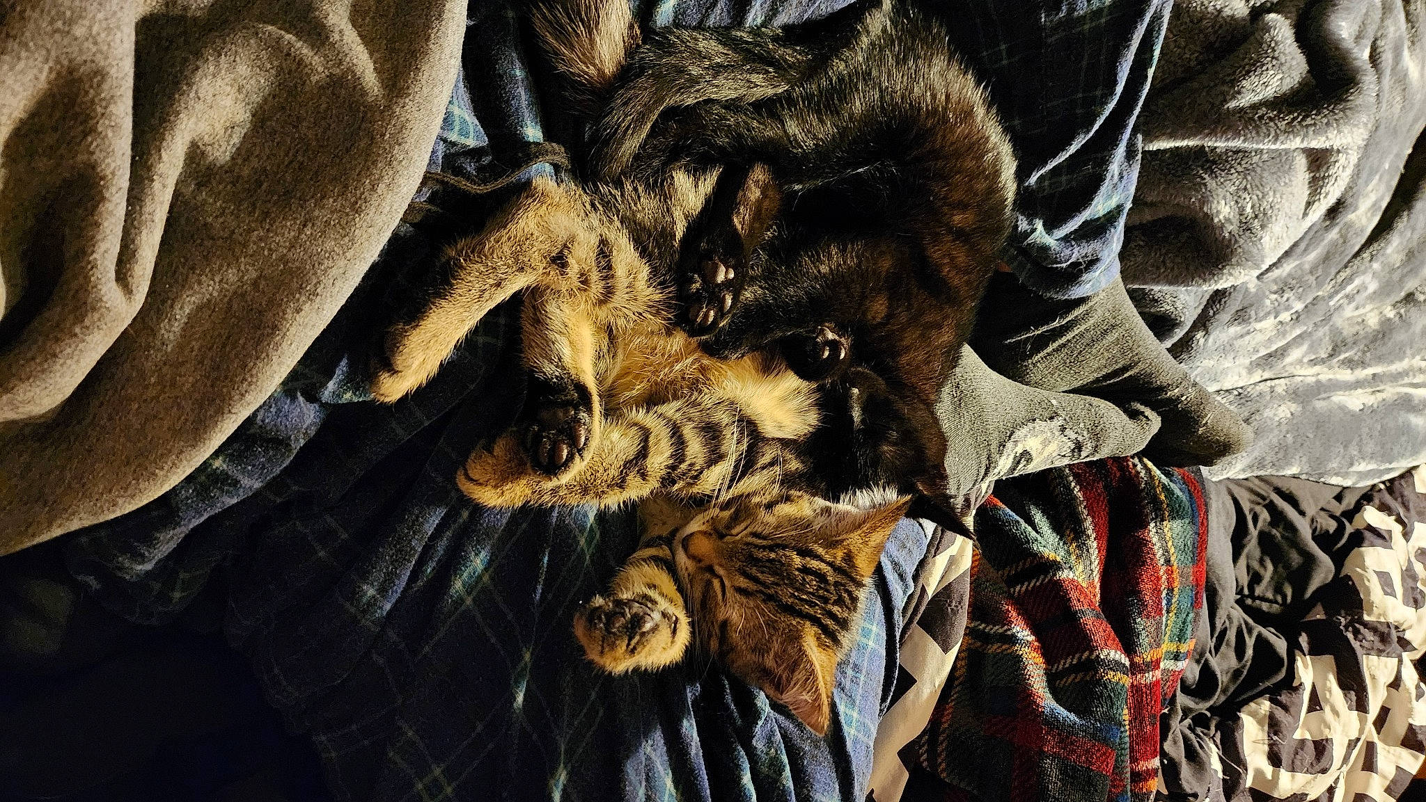 Deisal joined the competition — help win amazing prizes! cg_artwork, claw, comfort, fashion_design, feather, felidae, fur, pattern, small_to_medium_sized_cats, textile, visual_arts, whiskers, wildlife