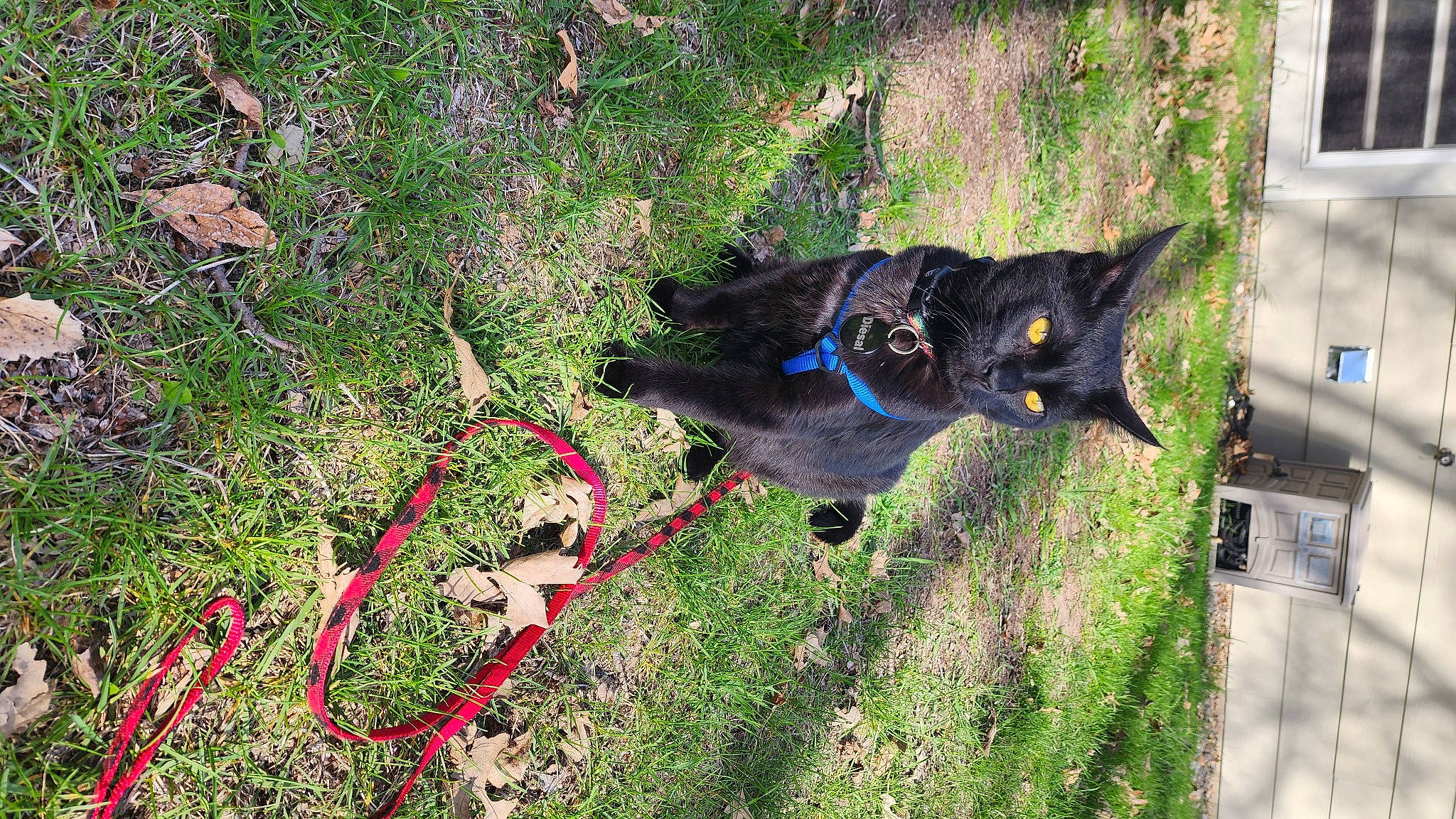 Deisal is registered to the contest to win money with this photo: carnivore, cat, dog_breed, domestic_short_haired_cat, felidae, garden, grass, groundcover, landscape, plant, shadow, shrub, slope, small_to_medium_sized_cats, soil, sporting_group, tail, tree, whiskers, window