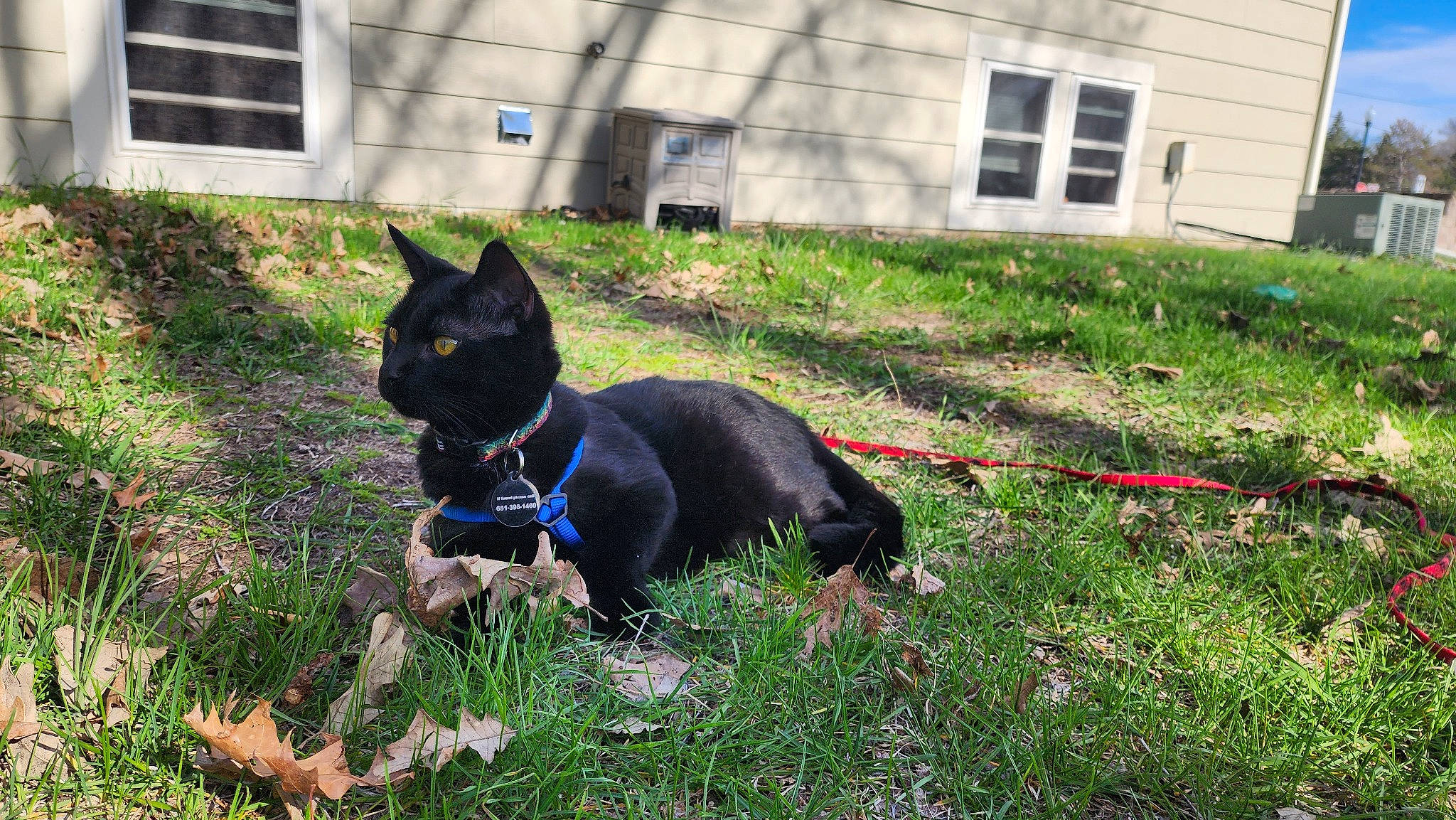 Deisal joined the competition — help win amazing prizes! canidae, carnivore, collar, dog_breed, dog_collar, dog_supply, electric_blue, felidae, grass, groundcover, lawn, leash, pet_supply, plant, small_to_medium_sized_cats, tail, whiskers, window, working_animal, yard