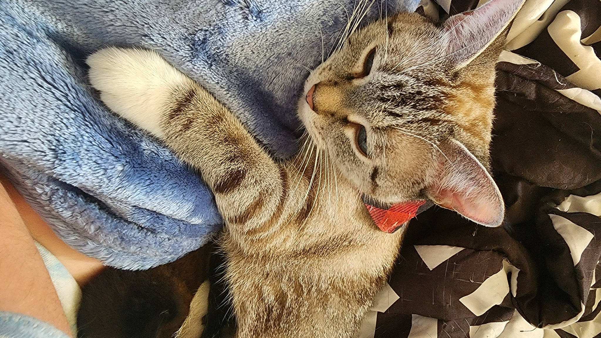 Beans joined the competition — help win amazing prizes! carnivore, cat, claw, comfort, domestic_short_haired_cat, fang, felidae, foot, fur, gesture, human_leg, nap, paw, small_to_medium_sized_cats, snout, tail, terrestrial_animal, whiskers, wildlife