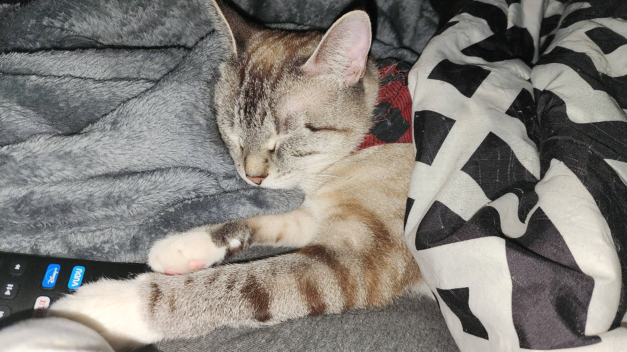 Beans joined the competition — help win amazing prizes! carmine, carnivore, cat, comfort, domestic_short_haired_cat, felidae, fur, gesture, grey, human_leg, linens, mammal, nail, pattern, paw, sitting, small_to_medium_sized_cats, snout, tail, whiskers