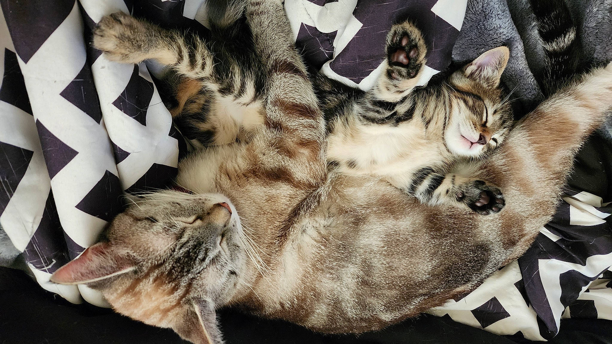 Beans joined the competition — help win amazing prizes! carnivore, cat, cat_bed, claw, comfort, domestic_short_haired_cat, fawn, felidae, fur, grey, linens, nap, pattern, paw, sleep, small_to_medium_sized_cats, snout, tail, whiskers, wildlife