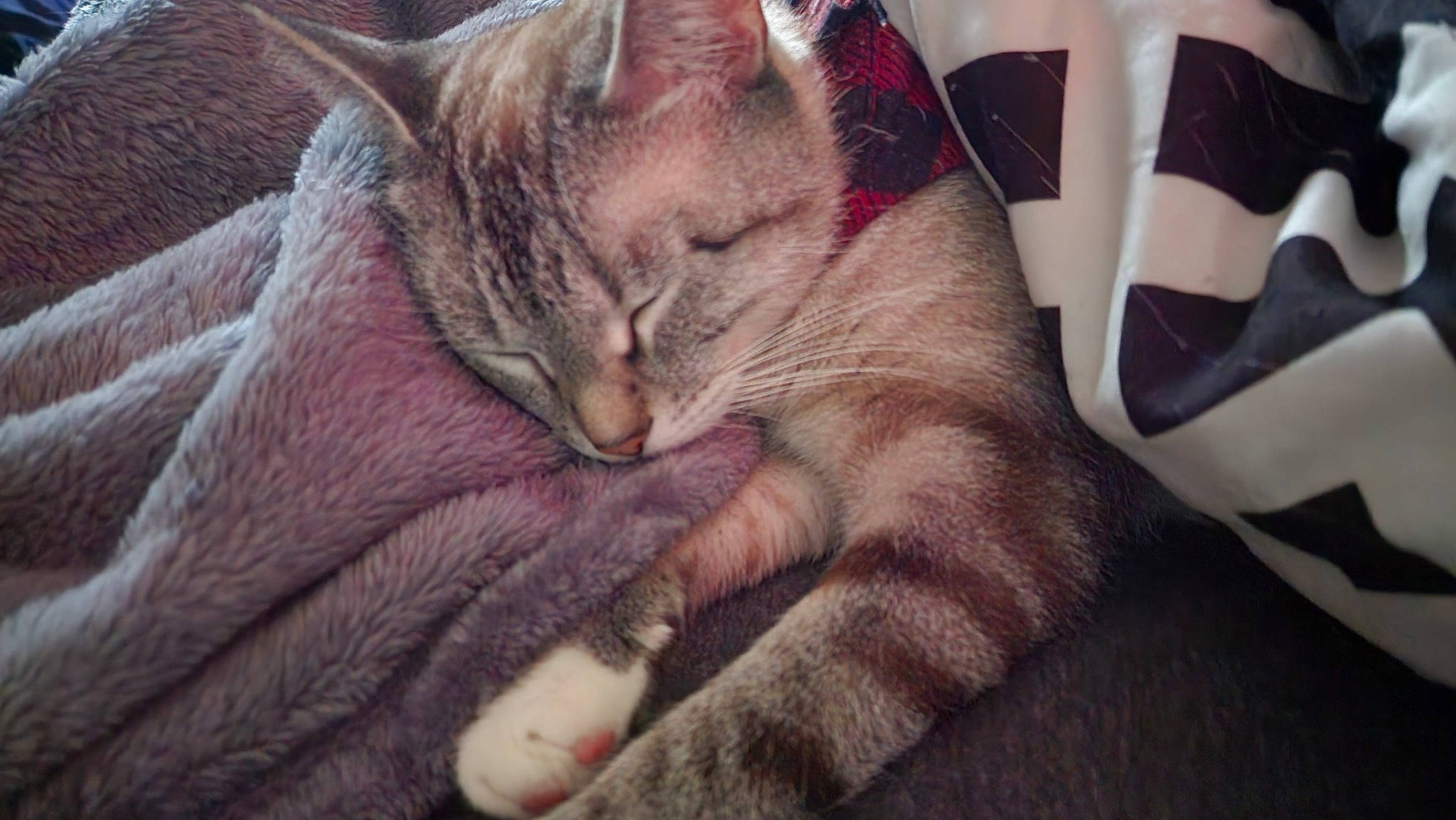 Beans is registered to the contest to win money with this photo: carmine, carnivore, cat, cat_supply, claw, comfort, domestic_short_haired_cat, fang, fawn, felidae, fur, gesture, nail, nap, paw, small_to_medium_sized_cats, snout, textile, whiskers, wrinkle