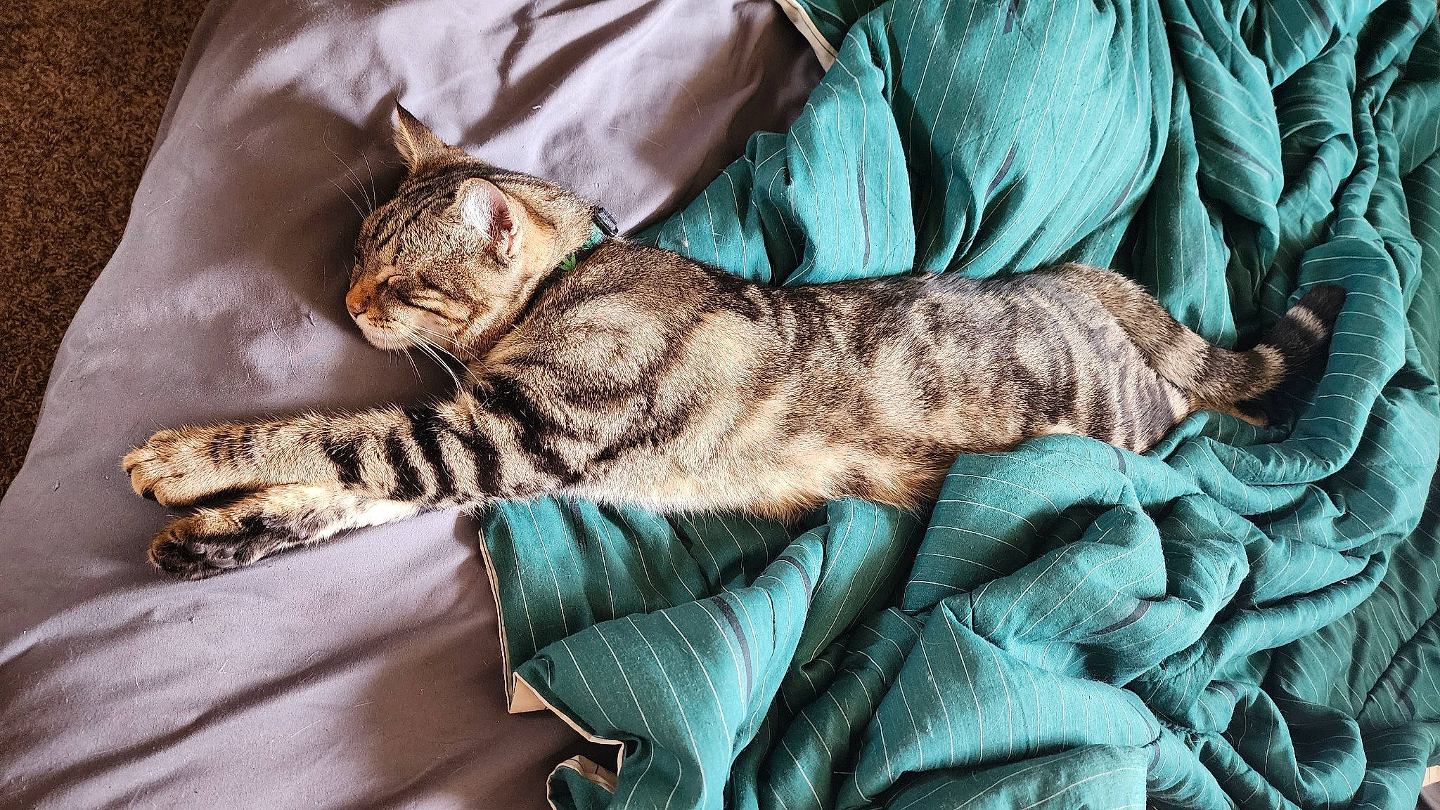 Dino joined the competition — help win amazing prizes! carnivore, cat, claw, comfort, domestic_short_haired_cat, felidae, fur, linens, nap, pattern, paw, small_to_medium_sized_cats, tail, terrestrial_animal, textile, whiskers