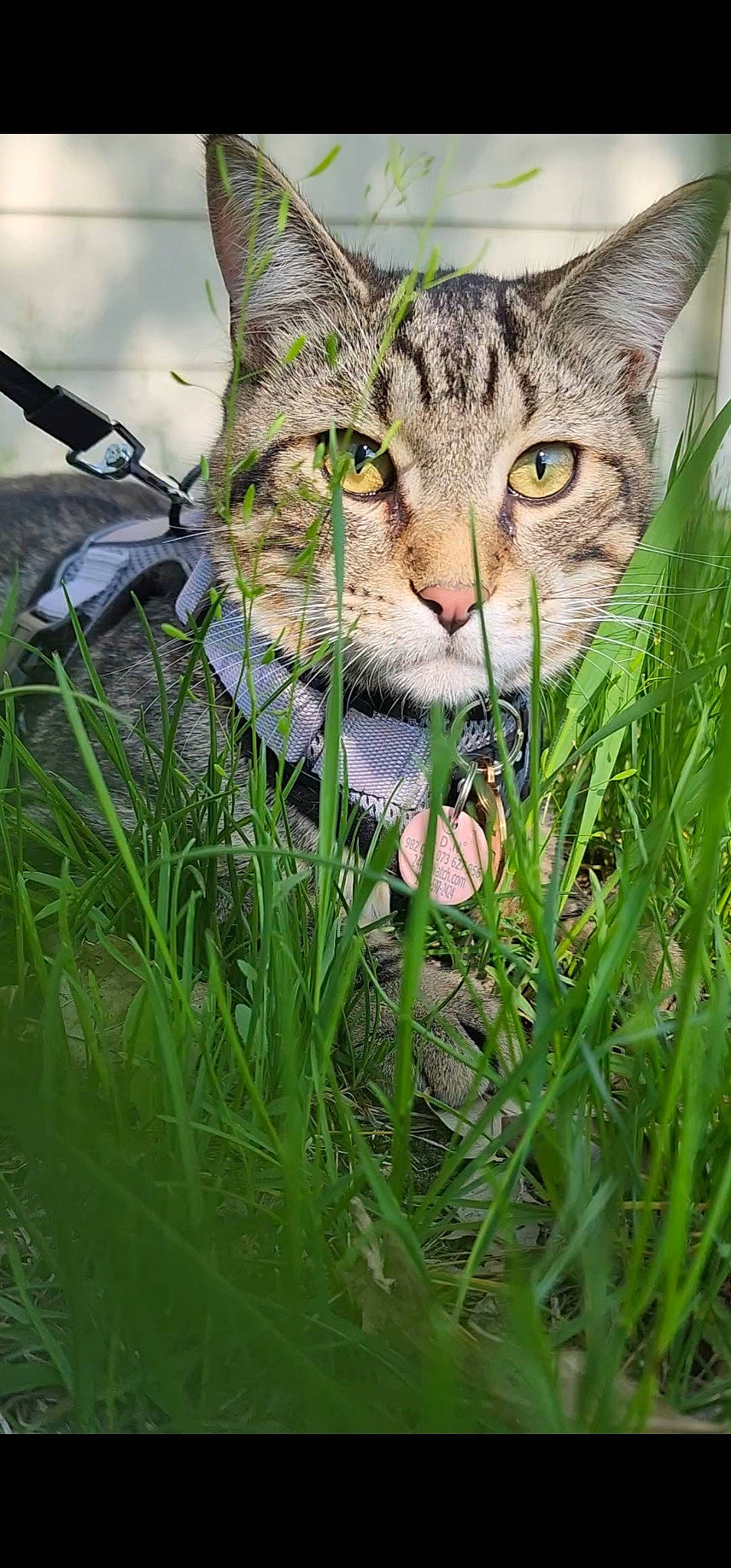 Dino joined the competition — help win amazing prizes! carnivore, cat, domestic_short_haired_cat, fawn, felidae, fur, grass, grass_family, grassland, groundcover, herb, pasture, plant, poales, prairie, small_to_medium_sized_cats, snout, terrestrial_animal, whiskers, wildlife
