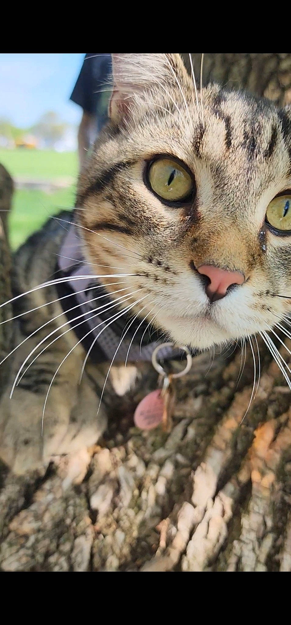 Dino joined the competition — help win amazing prizes! carnivore, cat, domestic_short_haired_cat, fang, fawn, felidae, fur, grass, organism, paw, photo_caption, small_to_medium_sized_cats, snout, soil, terrestrial_animal, tree, whiskers, wildlife