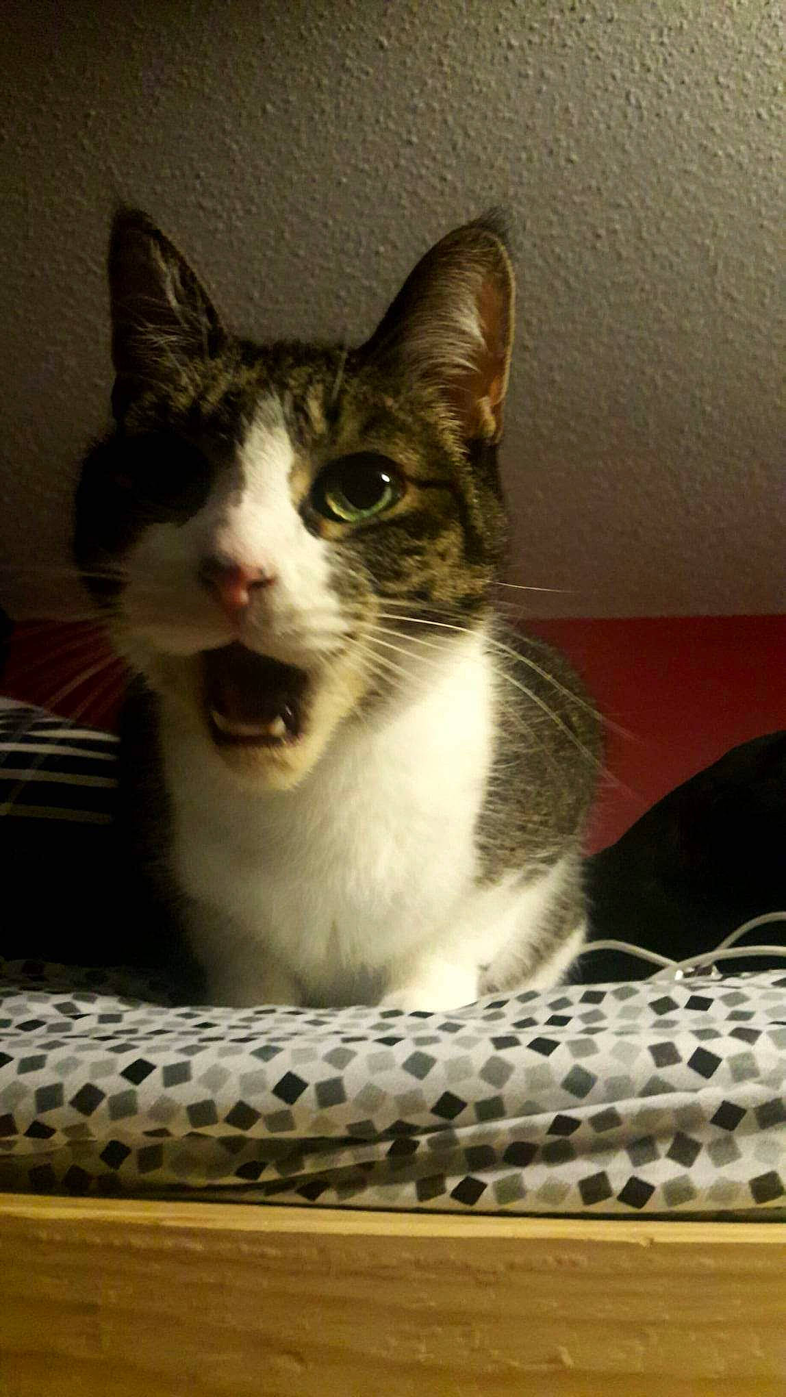 Penny is registered to the contest to win money with this photo: box, carnivore, cat, domestic_short_haired_cat, felidae, fur, paw, pet_supply, small_to_medium_sized_cats, whiskers, window