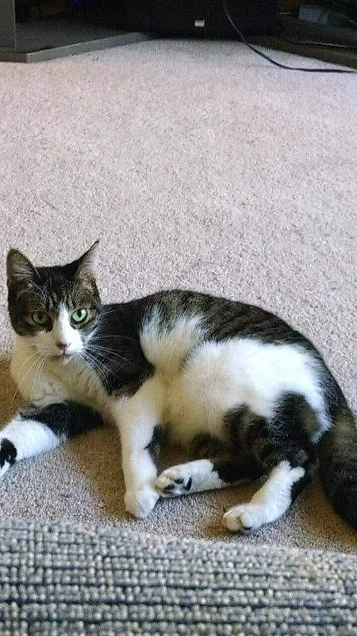 Penny joined the competition — help win amazing prizes! carnivore, cat, claw, comfort, domestic_short_haired_cat, felidae, flooring, fur, grass, mammal, paw, small_to_medium_sized_cats, snout, tail, terrestrial_animal, vertebrate, whiskers