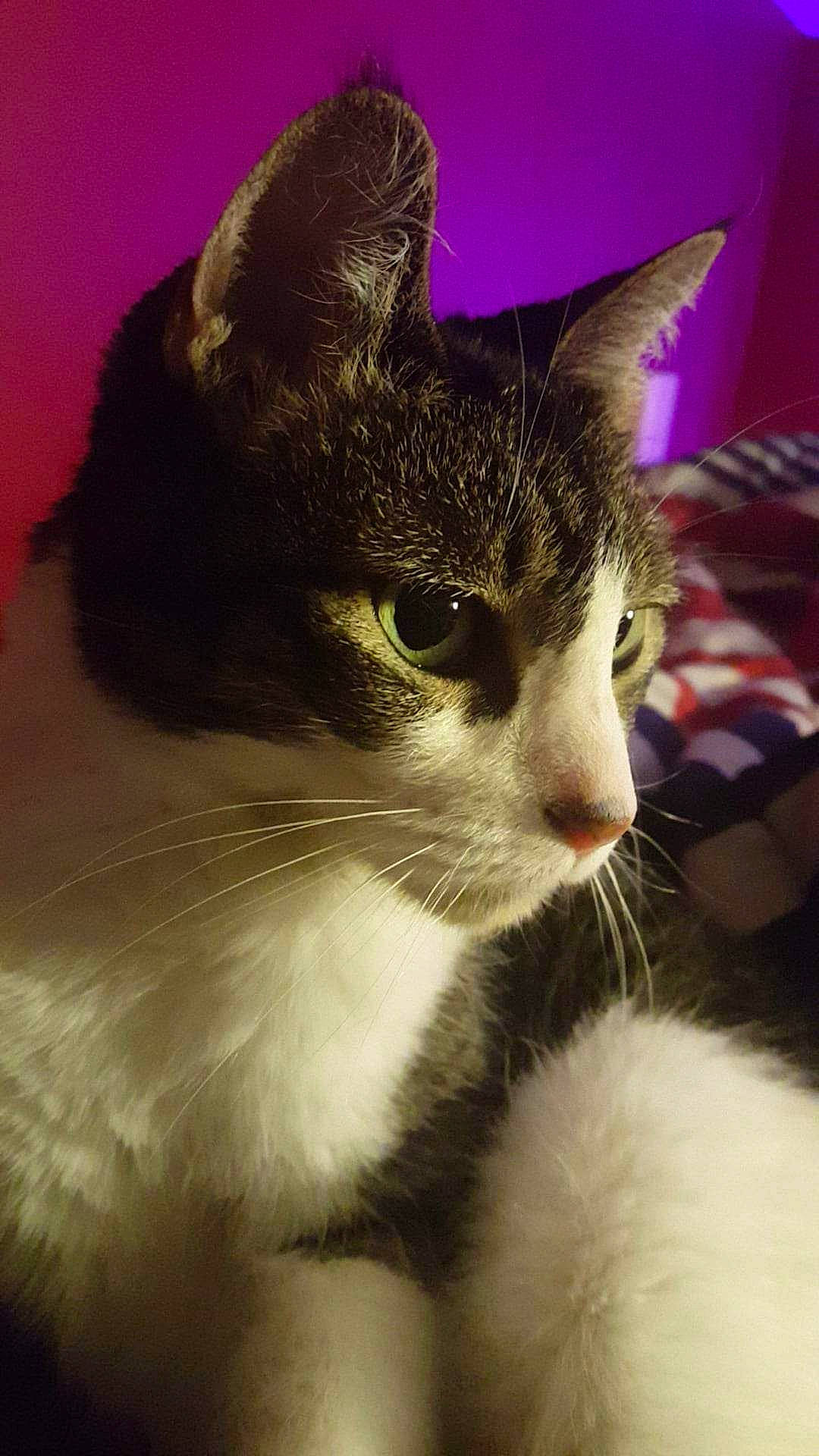 Penny joined the competition — help win amazing prizes! carnivore, cat, domestic_short_haired_cat, ear, eye, felidae, fur, head, paw, small_to_medium_sized_cats, snout, tail, whiskers, window