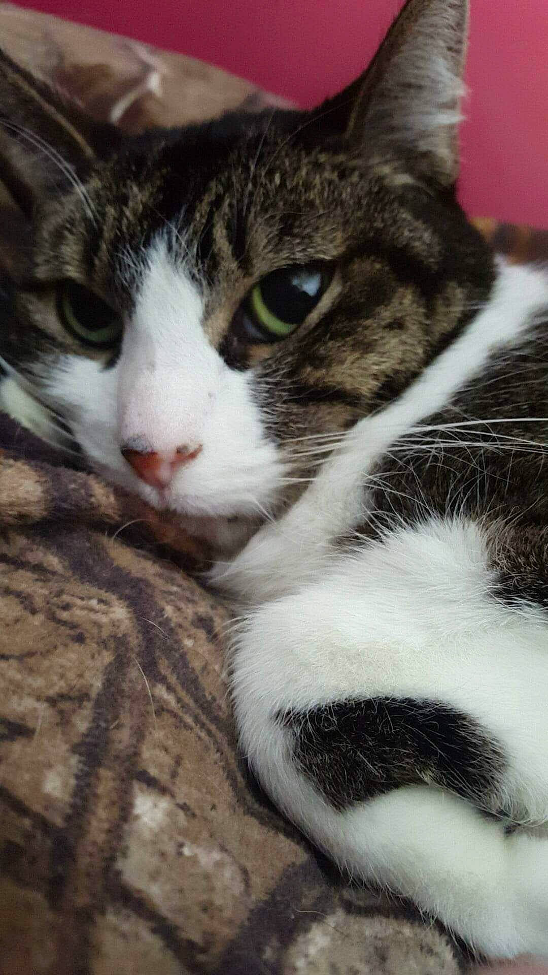 Penny joined the competition — help win amazing prizes! carnivore, cat, claw, domestic_short_haired_cat, eye, felidae, fur, grass, head, paw, plant, small_to_medium_sized_cats, snout, terrestrial_animal, tree, whiskers, window