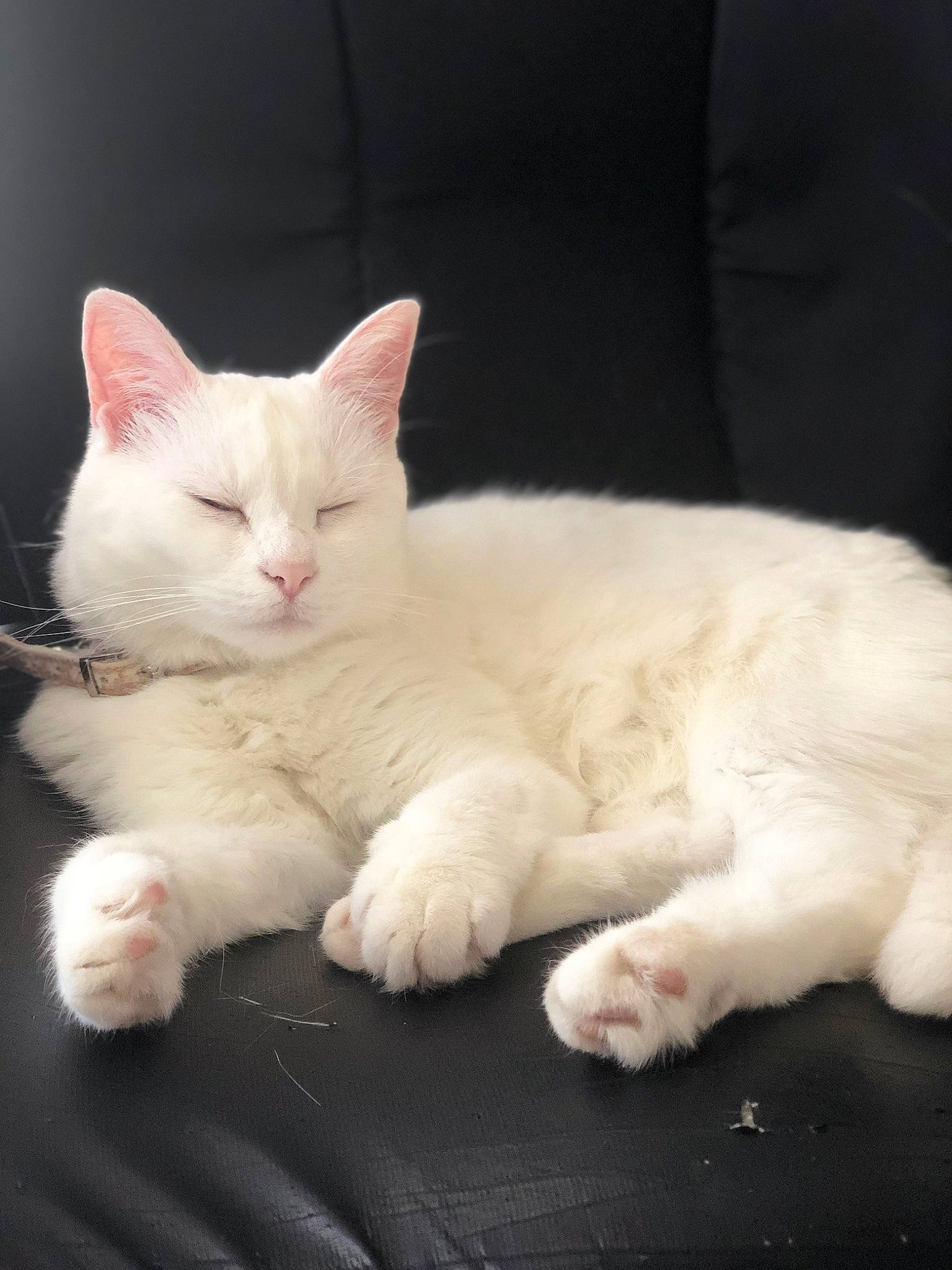 Blanchette a rejoint le concours — aidez-le/la à gagner de superbes lots ! carnivore, cat, claw, comfort, domestic_short_haired_cat, eye, felidae, foot, fur, nap, paw, sitting, small_to_medium_sized_cats, tail, terrestrial_animal, whiskers