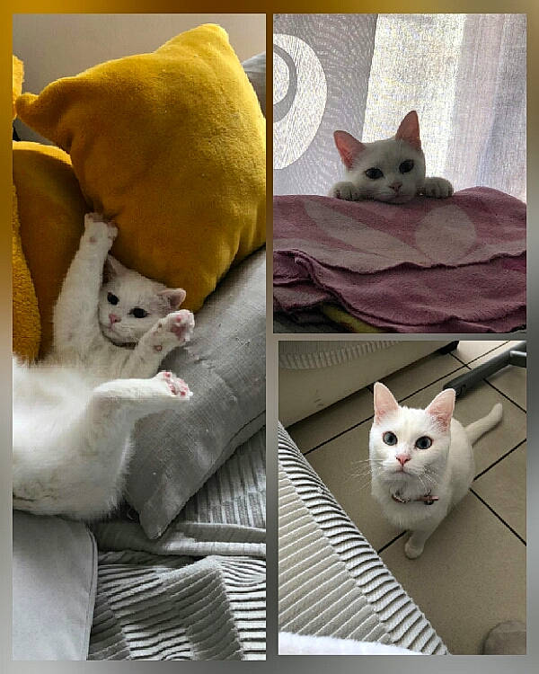 Blanchette a rejoint le concours — aidez-le/la à gagner de superbes lots ! bed, bedding, carnivore, cat, cat_supply, comfort, fawn, felidae, grey, linens, mammal, pet_supply, photograph, product, small_to_medium_sized_cats, snout, tail, vertebrate, whiskers, white