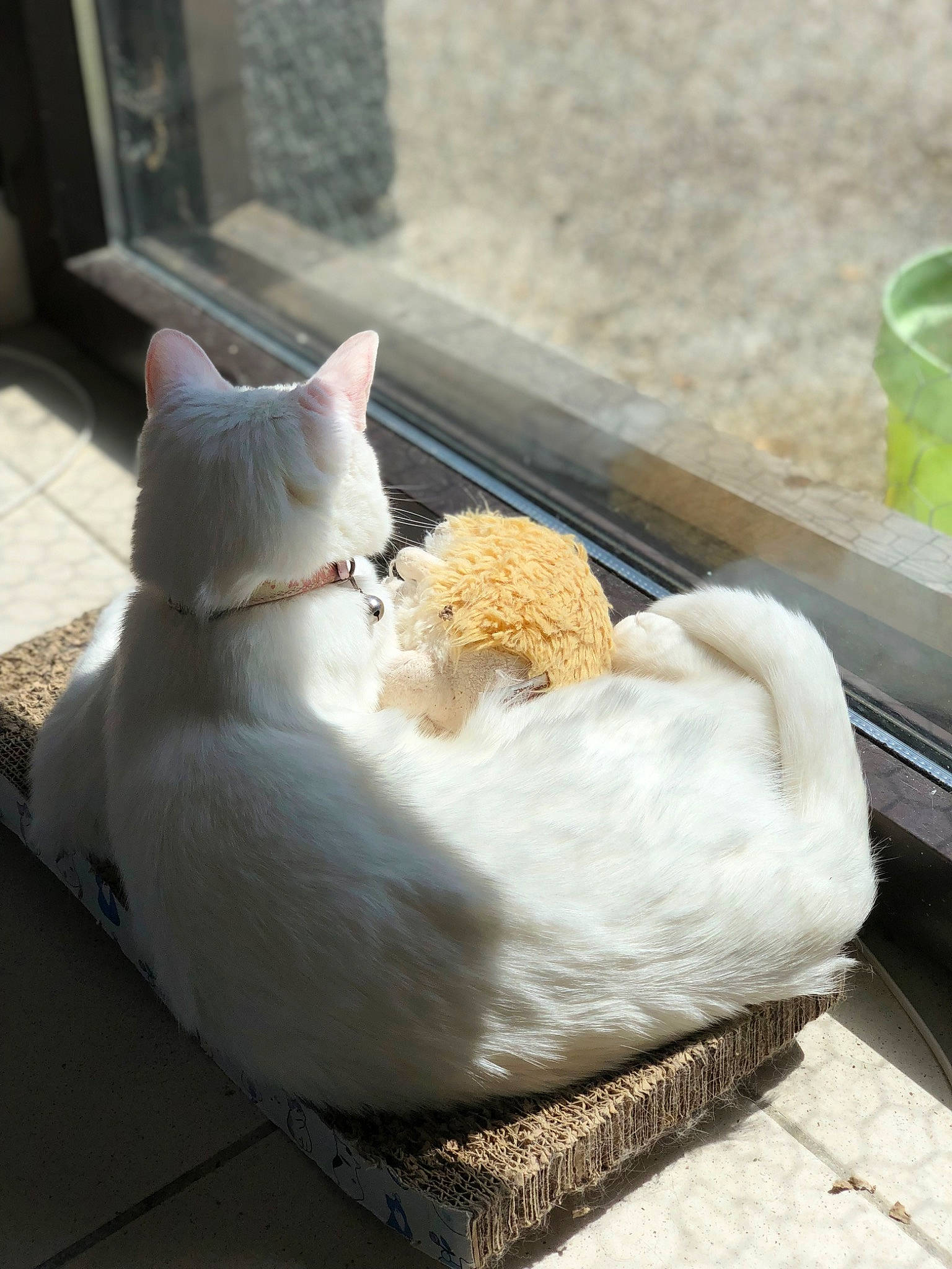 Blanchette a rejoint le concours — aidez-le/la à gagner de superbes lots ! carnivore, cat, comfort, comfort_food, cooking, cuisine, dish, domestic_short_haired_cat, felidae, flooring, fur, ingredient, linens, powder, recipe, room, small_to_medium_sized_cats, tail, whiskers, wood