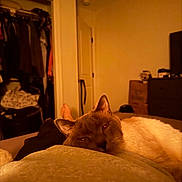 Grayson is registered to the contest to win money with this photo: cat, pet, indoor, bed, bedroom, cozy, fur, sleepy, blanket, closet, dresser, tv, human_feet, ears, whiskers, nighttime, soft_lighting, portrait, relaxing, room