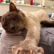 Grayson is registered to the contest to win money with this photo: bed, bedding, bedroom, blanket, bottle, cat, close_up, ear, feline, fur, indoor, laying_down, paw, pet, portrait, relaxed, shelf, stretch, whiskers, window_blind