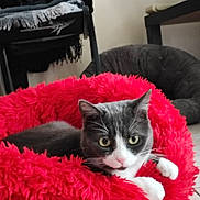 Bella participe au concours pour gagner de l'argent avec cette photo : animal, blanket, cat, chair, cozy, curious, domestic_cat, feline, floor, fluffy, gray_cat, indoor, looking, paws, pet_bed, red_bed, relaxed, resting, whiskers, white_cat