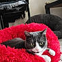 animal, blanket, cat, chair, cozy, curious, domestic_cat, feline, floor, fluffy, gray_cat, indoor, looking, paws, pet_bed, red_bed, relaxed, resting, whiskers, white_cat