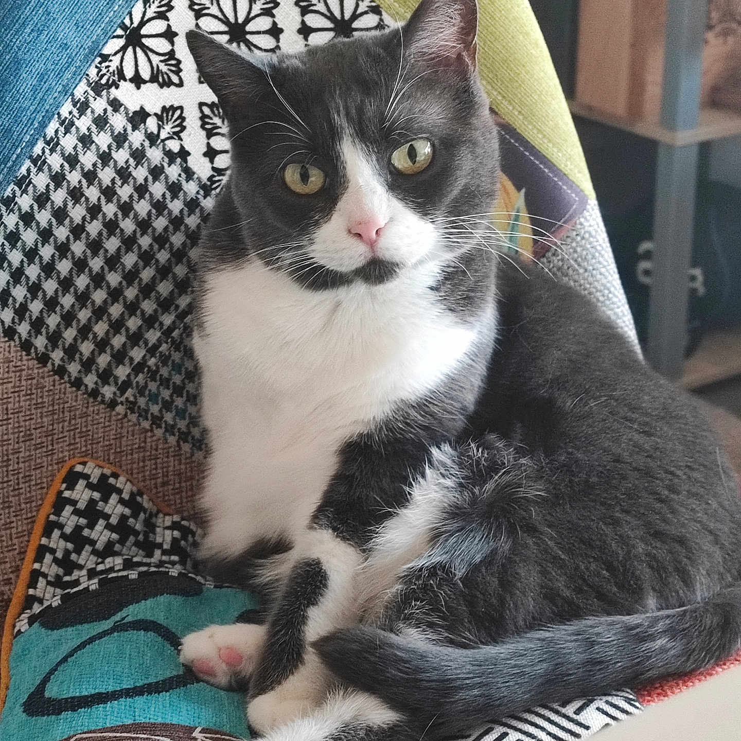 Bella a rejoint le concours — aidez-le/la à gagner de superbes lots ! animal, cat, chair, colorful, cozy, cute, domestic_cat, fur, furniture, home, indoor, looking_at_camera, patchwork, pet, pink_paws, relaxed, resting, seated, tuxedo_cat, whiskers