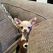 Momo joined the competition — help win amazing prizes! animal, brown, chihuahua, couch, cozy, cushion, cute, dog, ears, fur, home, indoor, pet, plush_toy, resting, small_dog, snuggled, teddy_bear, texture, toy