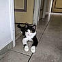 cat, black_and_white, tiled_floor, doorway, indoor, pet, animal, curious, looking, resting, whiskers, ears, paws, tail, home, floor_tile, door, fur, cute, alert