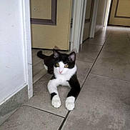 Alaska participe au concours pour gagner de l'argent avec cette photo : cat, black_and_white, tiled_floor, doorway, indoor, pet, animal, curious, looking, resting, whiskers, ears, paws, tail, home, floor_tile, door, fur, cute, alert
