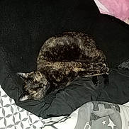 Unaya participe au concours pour gagner de l'argent avec cette photo : cat, tortoiseshell_cat, sleeping, blanket, bed, bedding, pattern, cozy, indoor, pet, fur, relaxed, resting, animal, cute, domestic, feline, soft, comfort, black