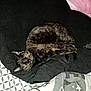 cat, tortoiseshell_cat, sleeping, blanket, bed, bedding, pattern, cozy, indoor, pet, fur, relaxed, resting, animal, cute, domestic, feline, soft, comfort, black